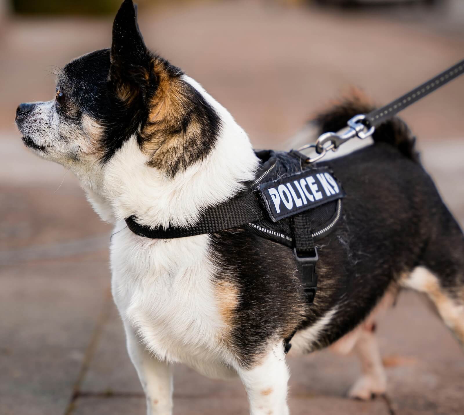 Multilingual Assistance Animal Law Translations – Bridging the Gap Between Legislation and Community Understanding