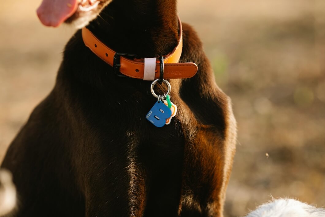 Australia’s First QR-Integrated Awareness Cards Streamline Public Access for Assistance Animal Teams