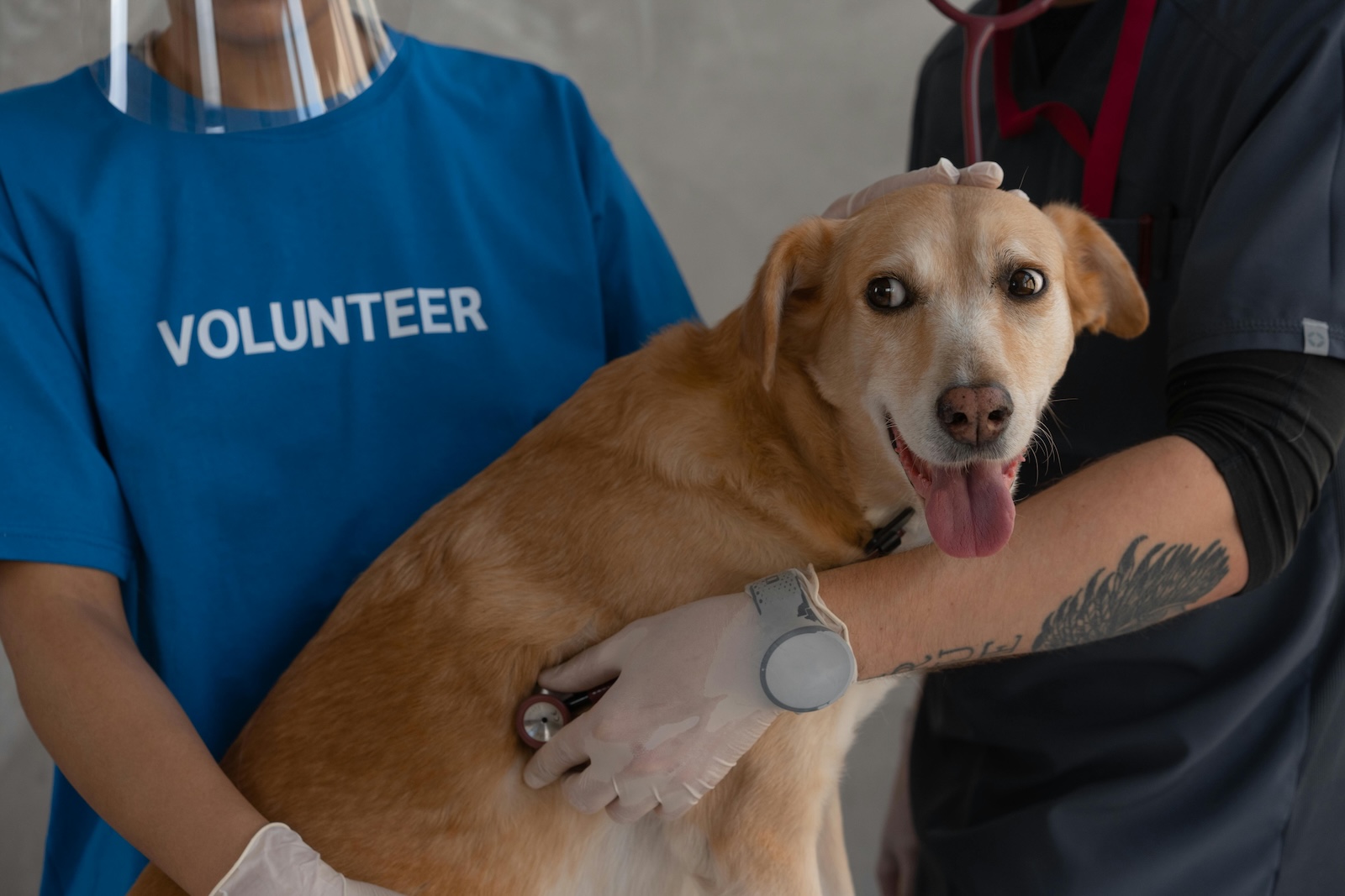 WAFA Launches Australia’s First National Course on Self-Advocacy for Assistance Animal Handlers and Allies