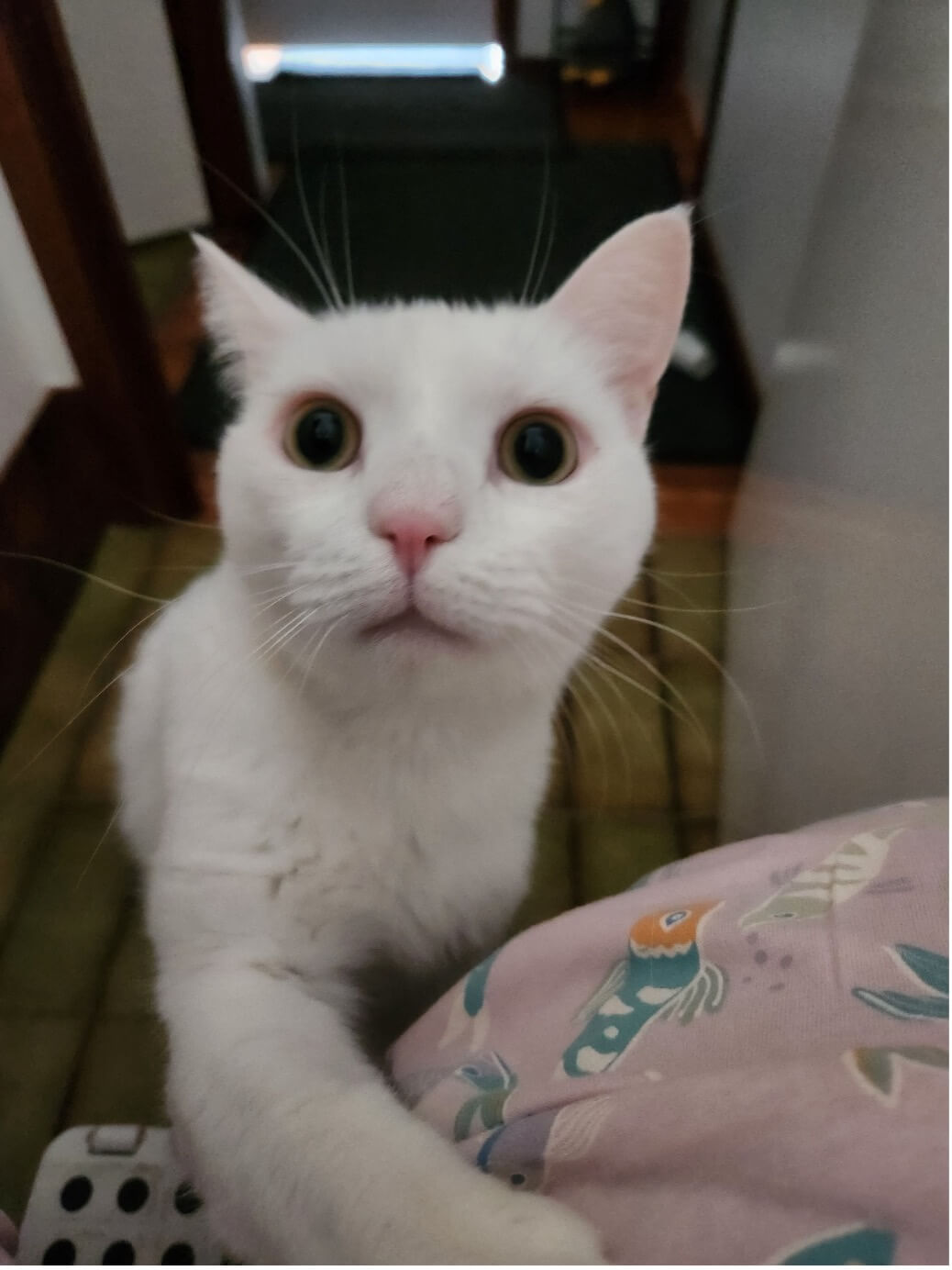 The Cat Who Learned to Heal in His Own Way