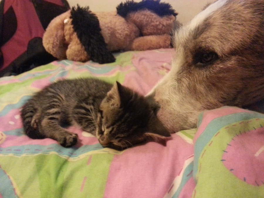 A Gentle Giant in Therapy Work Across a Lifetime of Care