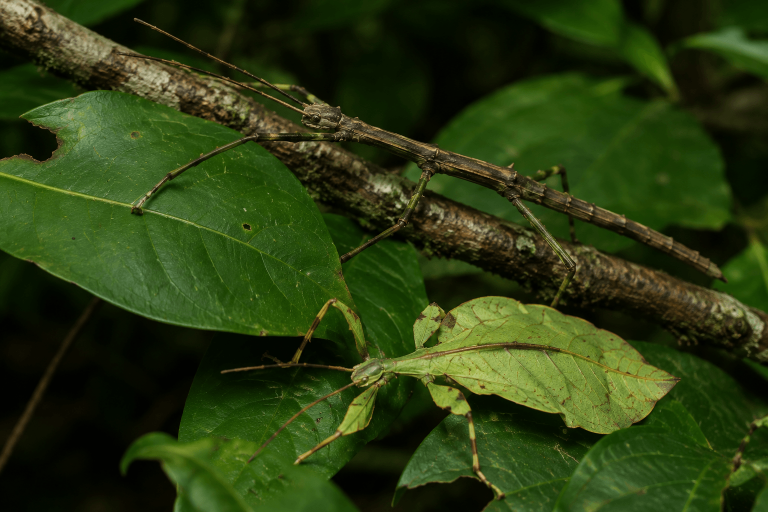 From Hobbyist Fieldwork to Conservation Science: Detection Dogs Locating Eucalyptus Browse for Phasmid and Invertebrate Conservation