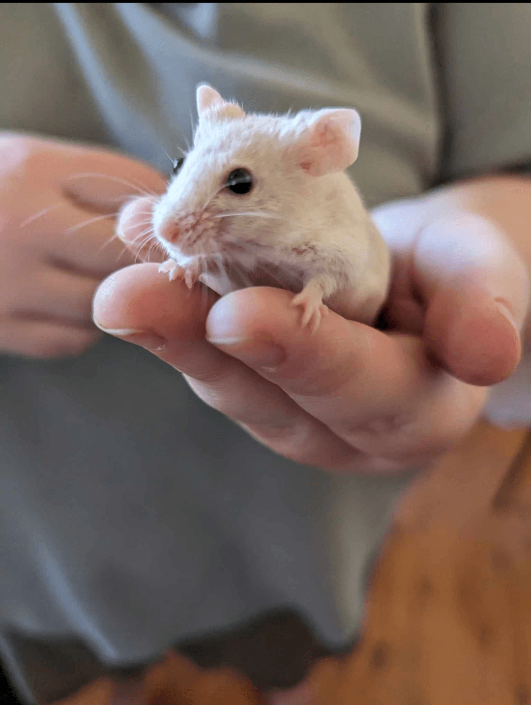 Are We Born Afraid of Snakes and Mice? Understanding Fear, Learning, and Our Relationship with Misunderstood Species